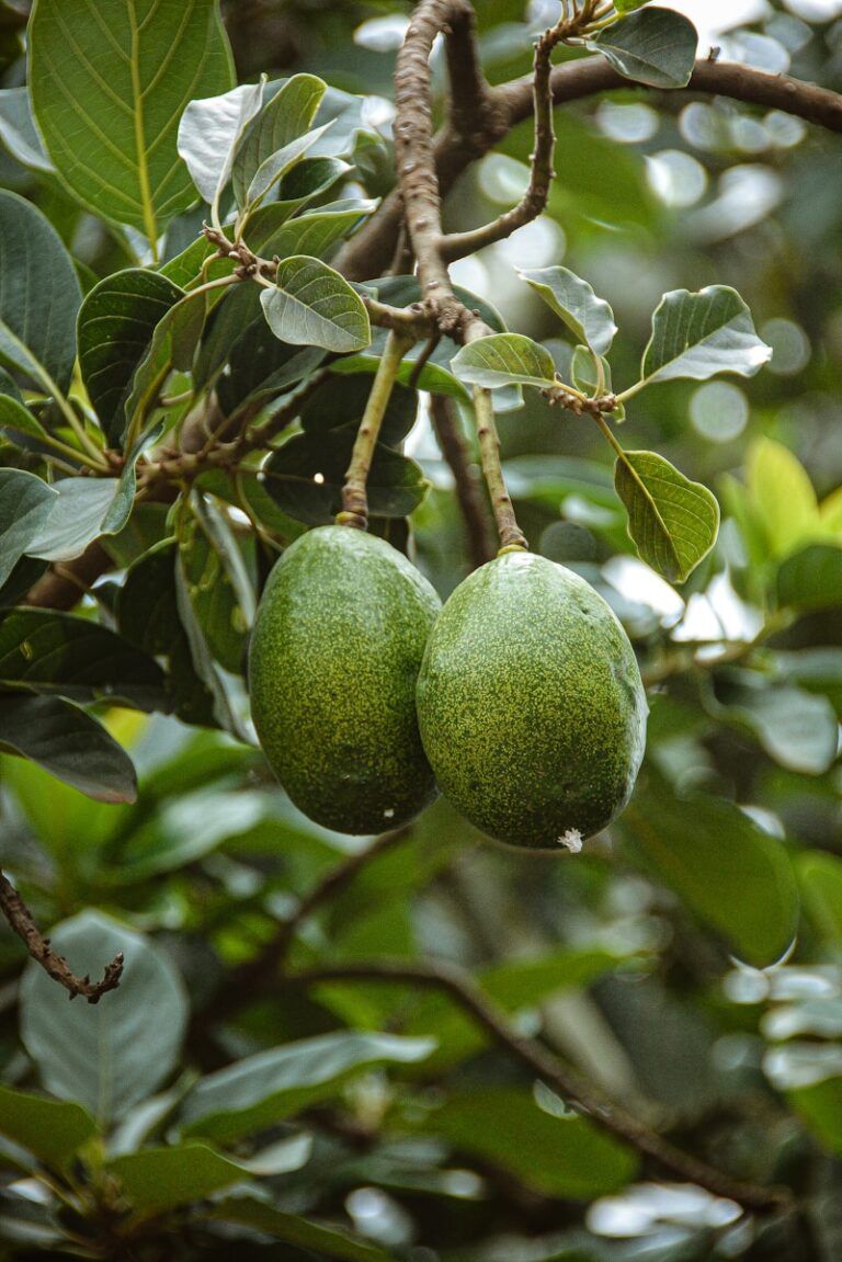 Comment faire pousser un avocat à partir d’un noyau, sans perdre du temps inutile