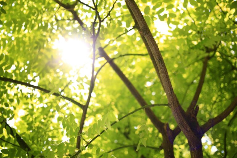 Quand et comment planter un figuier pour des récoltes vraiment généreuses